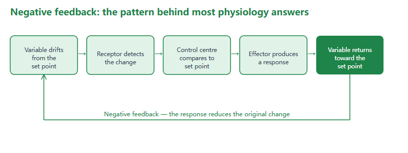 Mastering the USABO’s Biggest Section: A Roadmap for Animal Anatomy & Physiology (25%)