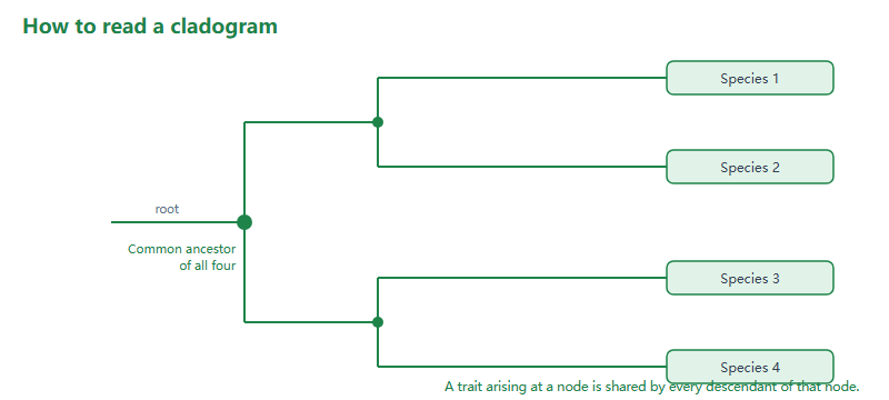 A cladogram showing four species. A root leads to a common ancestor node that splits into an upper pair, species one and two, and a lower pair, species three and four. Each node is the most recent common ancestor of the groups above it, and a trait that arises at a node is shared by all descendants.