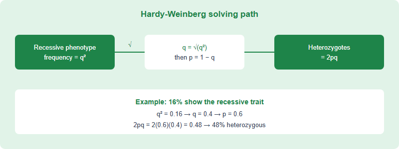 The Genetics & Evolution 20%: A Problem-Solving Playbook for USABO Calculation Questions