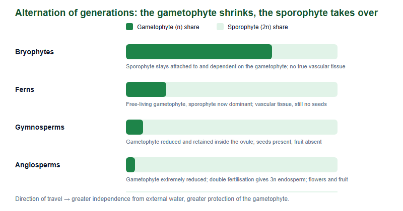 Stacked bar diagram showing the shift from gametophyte dominance to sporophyte dominance across bryophytes, ferns, gymnosperms and angiosperms