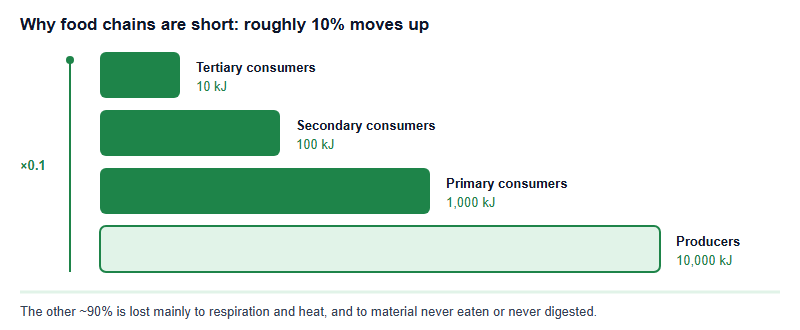 Energy pyramid with four trophic levels showing roughly ten percent transfer at each step: producers ten thousand kilojoules, primary consumers one thousand, secondary consumers one hundred, tertiary consumers ten, with a note that the remaining energy is lost mainly to respiration and heat and that this is why food chains are short