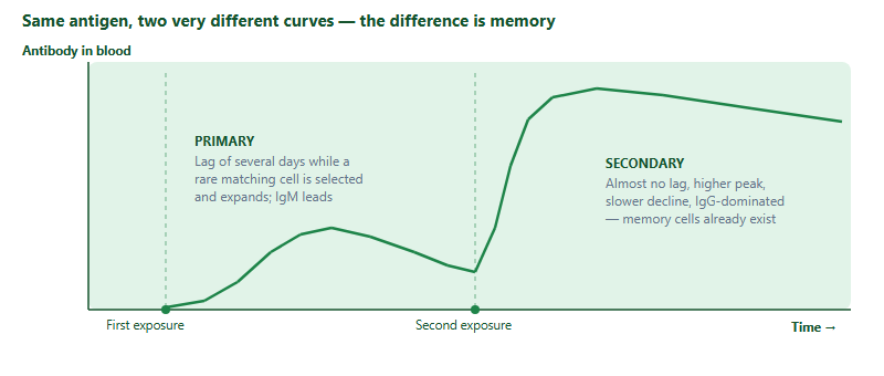 A graph of antibody concentration in blood against time across two exposures to the same antigen. After the first exposure the primary response shows a lag of several days, rises to a modest peak dominated by IgM at first, then declines. After the second exposure the secondary response rises almost immediately, reaches a much higher peak dominated by IgG, and declines far more slowly, because memory cells already exist.