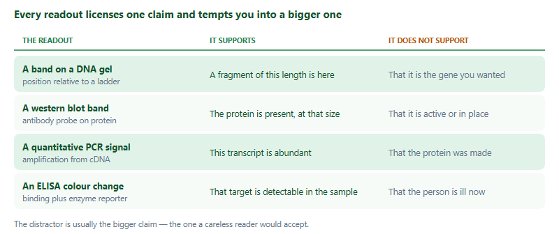 A four-row table of what a laboratory readout does and does not license you to claim. A band on a DNA gel supports a claim about fragment size relative to a ladder, but not that it is the gene you intended. A western blot band supports that a protein is present at a given size, but not that it is active or correctly located. A quantitative PCR signal supports that messenger RNA for a gene is abundant, but not that the protein was made. An ELISA colour change supports that a specific antigen or antibody is detectable, but not that the person is currently ill.
