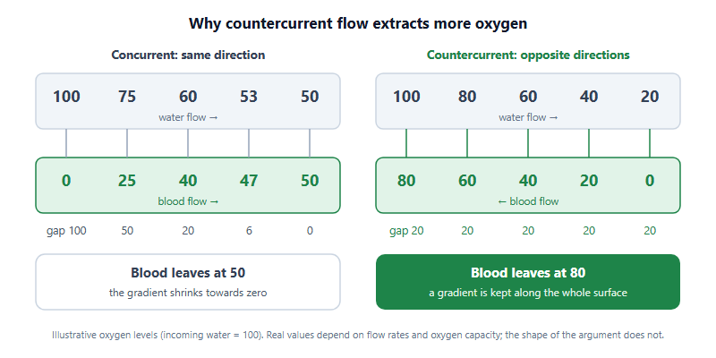 Concurrent versus countercurrent exchange with illustrative values. With water and blood flowing the same way, water falls from 100 to 50 while blood rises from 0 to 50, the gradient shrinks from 100 to 0 and blood leaves at 50. With blood flowing opposite to the water, water falls from 100 to 20 while blood rises from 0 to 80, a gradient of 20 is kept along the whole surface and blood leaves at 80.