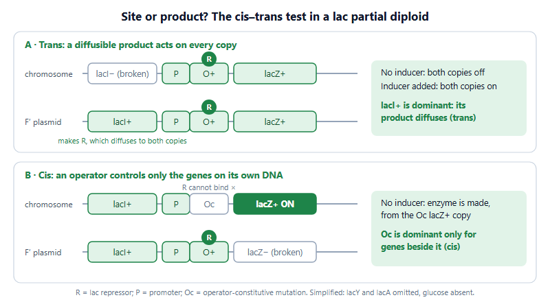 Gene Regulation on the USABO: From the lac Operon to Epigenetics