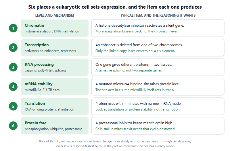 Six levels at which a eukaryotic cell controls gene expression, each paired with a typical exam item. Chromatin: a histone deacetylase inhibitor reactivates a silent gene. Transcription: deleting an enhancer on one chromosome removes expression only from the linked copy, a cis effect. RNA processing: one gene gives different proteins in two tissues through alternative splicing. mRNA stability: a mutated microRNA binding site raises protein level; the site acts in cis and the microRNA in trans. Translation: protein rises within minutes without new mRNA. Protein fate: a proteasome inhibitor keeps mitotic cyclin high and cells stall in mitosis.