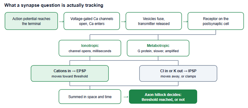 Flow from action potential arriving at a nerve terminal, through calcium entry and vesicle fusion, to ionotropic or metabotropic receptors, producing an excitatory or inhibitory postsynaptic potential that is summed at the axon hillock