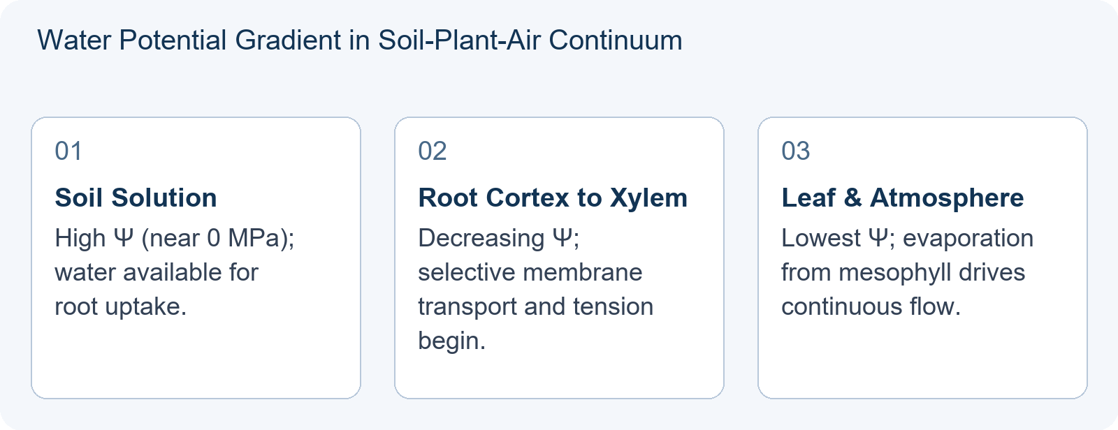 Water Potential Gradient in Soil-Plant-Air Continuum