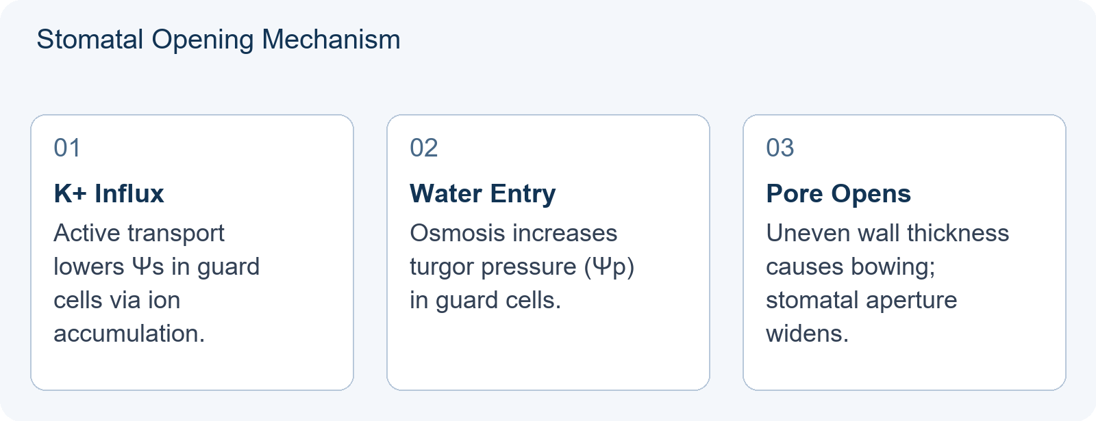 Stomatal Opening Mechanism